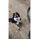 Ruffwear Grip Trex чизме за псе